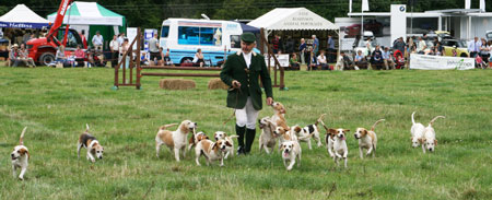 beagles