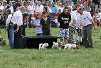 Terrier Racing