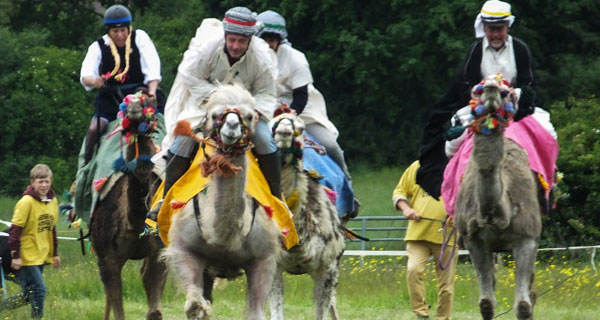 Camels